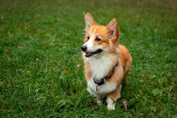 Corgi dog on a green field. Close-up