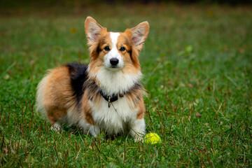Corgi dog on a green field. Close-up