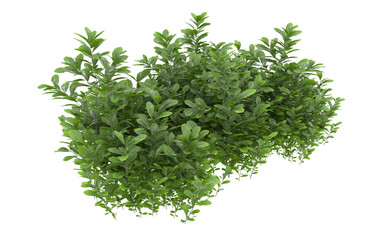 Grass on transparent background. 3d rendering - illustration