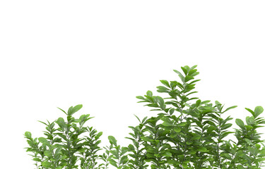 Obraz premium Grass on transparent background. 3d rendering - illustration