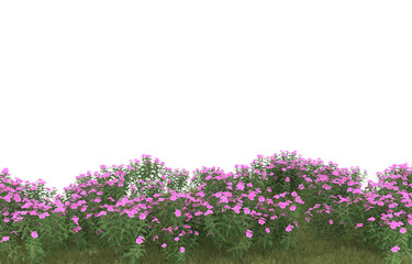 Grass on transparent background. 3d rendering - illustration
