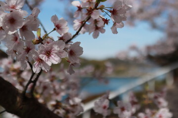 Obraz premium 桜と海