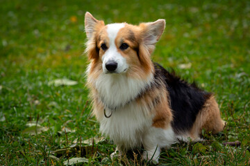 Corgi dog on a green field. Close-up