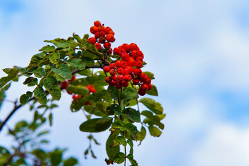 Bright rowanberries on a tree. This is the fruit of a Sorbus aucuparia tree