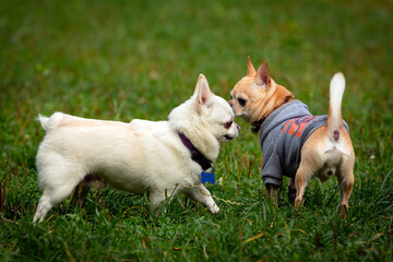 Two funny dogs of the Chihuahua breed close-up on the background of a green field