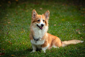 Corgi dog on a green field. Close-up