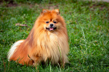 Pomeranian spitz close-up on the background of a green field