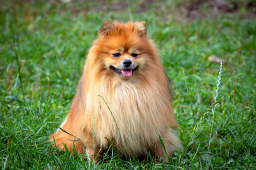 Pomeranian spitz close-up on the background of a green field