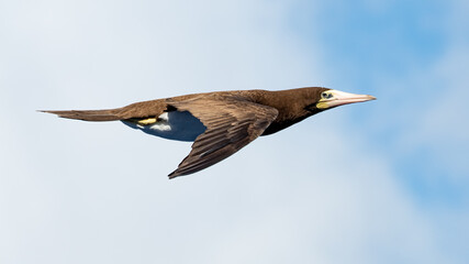 Brown Booby in flight with clouds in the background. 