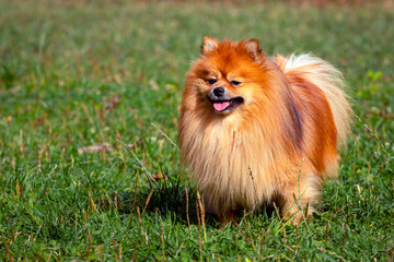 Pomeranian spitz close-up on the background of a green field