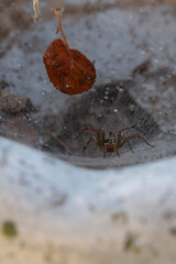 American grass spider in it's web