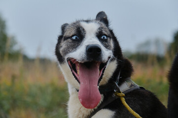 Strong riding half breed. Beautiful blue eyed Alaskan husky stands in harness in autumn and smiles with tongue sticking out. Happy sled dog in training. Close up portrait.