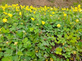 Ground cover in tea estates Arachis pintoli with yellow color flowers