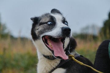 Strong riding half breed. Beautiful blue eyed Alaskan husky stands in harness in autumn and smiles with tongue sticking out. Happy sled dog in training. Close up portrait.