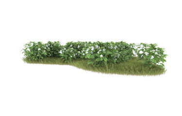 Grass on transparent background. 3d rendering - illustration