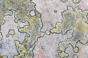 Abstract Colorful background of lichen on stone surface. Stone surface with moss and lichen.