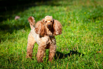 Small poodle close-up on a green field.