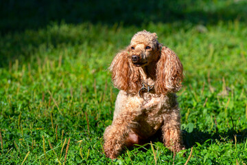 Small poodle close-up on a green field.