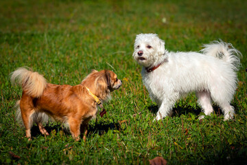 A group of dogs playing on a background of green grass.