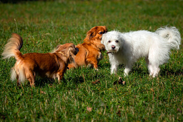 A group of dogs playing on a background of green grass.