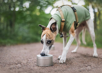 Whippet dog working with nose on tin metal can, demonstrating search exercise on background of green park with copy space. Nice backdrop for banner, poster, card, design decoration. - 531690504