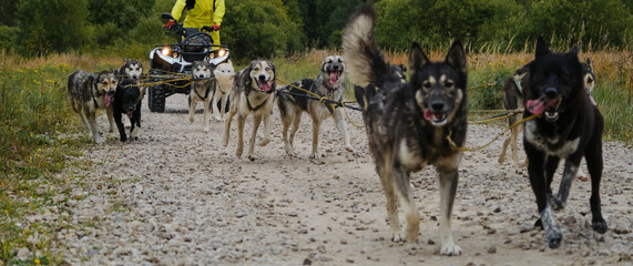 Sled Alaskan huskies train pulling quad bike harnessed. Horizontal banner. Happy team of sled dogs at competitions in autumn on rural road. Sports riding mestizos.