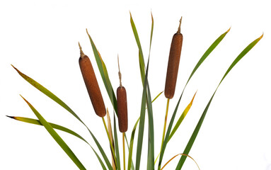 Three reeds and cattail dry plant isolated white background