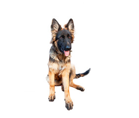 A German Shepherd puppy isolated on a white background.