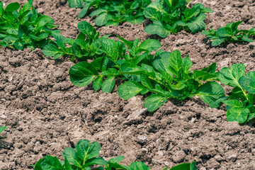 potato filed in the garden