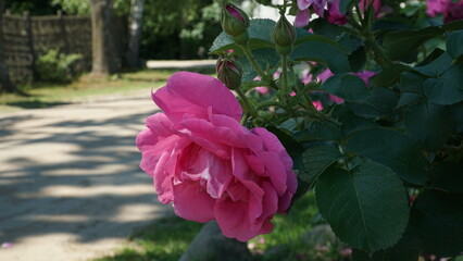 Flowers of urban greenery. A flowering rose bush on the side of the road by the fence in the summer season on a sunny day in a close-up view. The blossom in pink hue color.