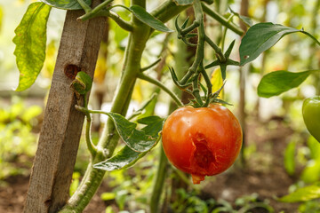 Tomato in a greenhouse damaged by pests and diseases. hole in a ripening tomato.