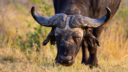 Fototapeta premium A big Buffalo close up