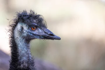 Fotobehang ostrich head close up © scott