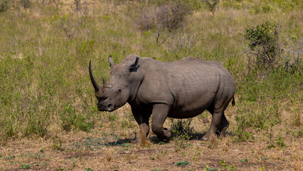 a massive white rhinoceros bull with a long horn