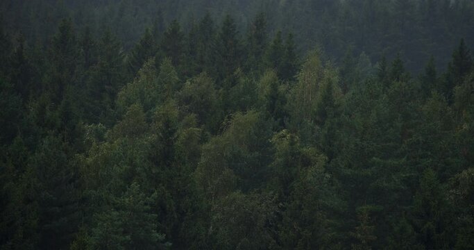 Trees in forest in bad rainy and windy weather. Overcast dark moody day. Woods landscape. High angle view from above