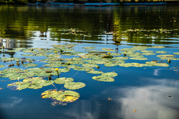water lilies in the pond of city park. general plan