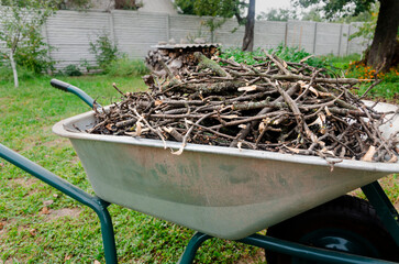 Garden work. Pruned branches of young trees lie in a wheelbarrow, which stands in the garden