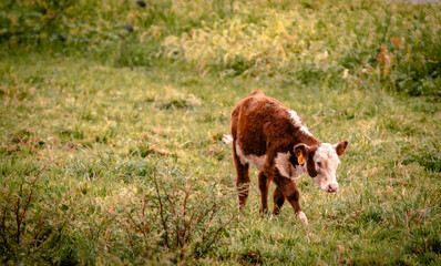Baby Hereford calf in a field
