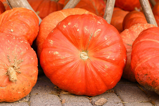 Large orange 'Rouge vif d'Etampes' Halloween pumpkins
