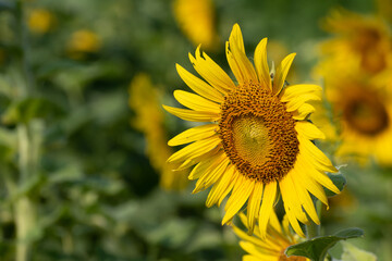 One Sunflower in a Sunflower Field