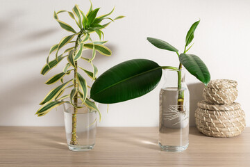 Propagation by cuttings of Dracaena and Ficus seedlings in water. plant and interior concept.