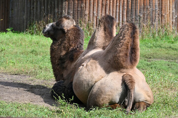 Camel resting after breakfast at the farm 