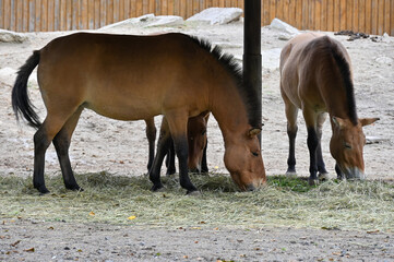 Przewalski's horses eat grass at the farm 