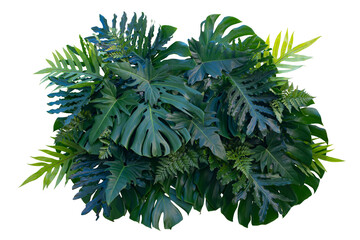Tropical leaves, bush of jungle forest isolated on white background with clipping path for design...