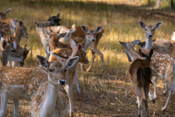 Portrait of a female fallow deer in a small herd outdoors
