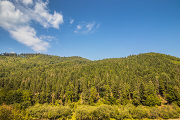 Fototapeta na wymiar River in the summer wooded mountains on a sunny day. Green Christmas trees on the mountain and blue sky. Green Christmas trees in the mountains. Carpathians. Ukraine.