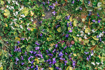 Spring violet flowers blossom background texture