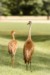 sandhill crane with young crane