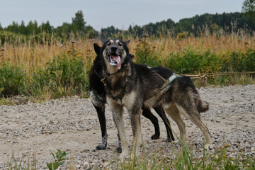 Two dog sled leaders standing on rural road and ready to run. Alaskan huskies gray and black side by side. Furry riding half breed with tongue hanging out in training in fall. Mongrels in harnesses.