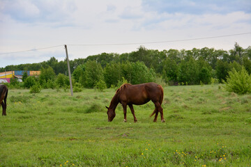 Naklejka na ściany i meble brown horse on the pasture isolated in cloudy day